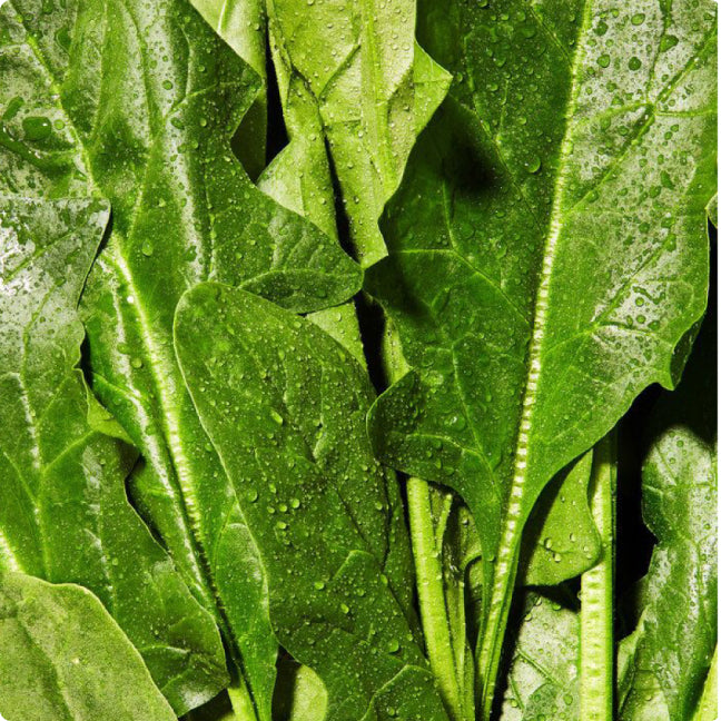 Close-up of a single green leaf against a white background.